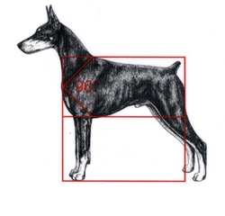 The Standards History Amp Military War Dogs